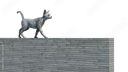 katze auf der mauer