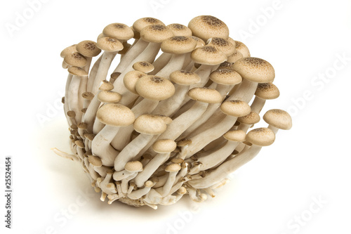 Brown beech fungi