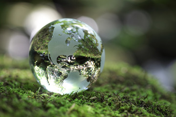 Globe in the forest