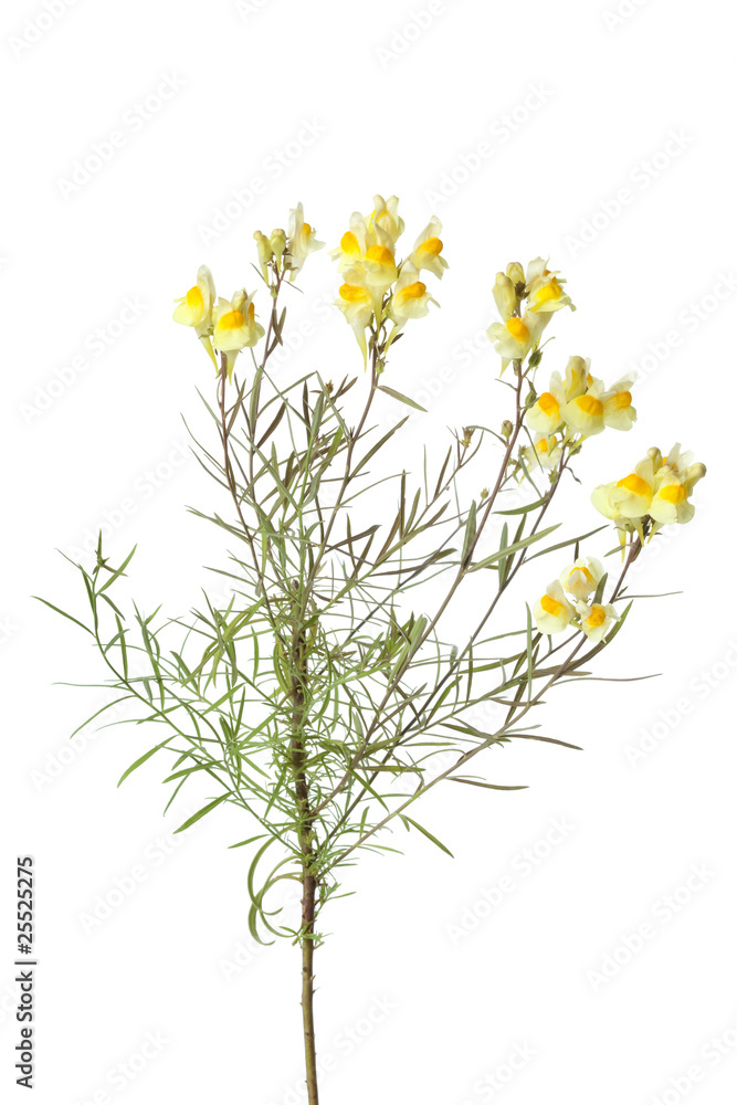 Sprig of yellow common Toadflax