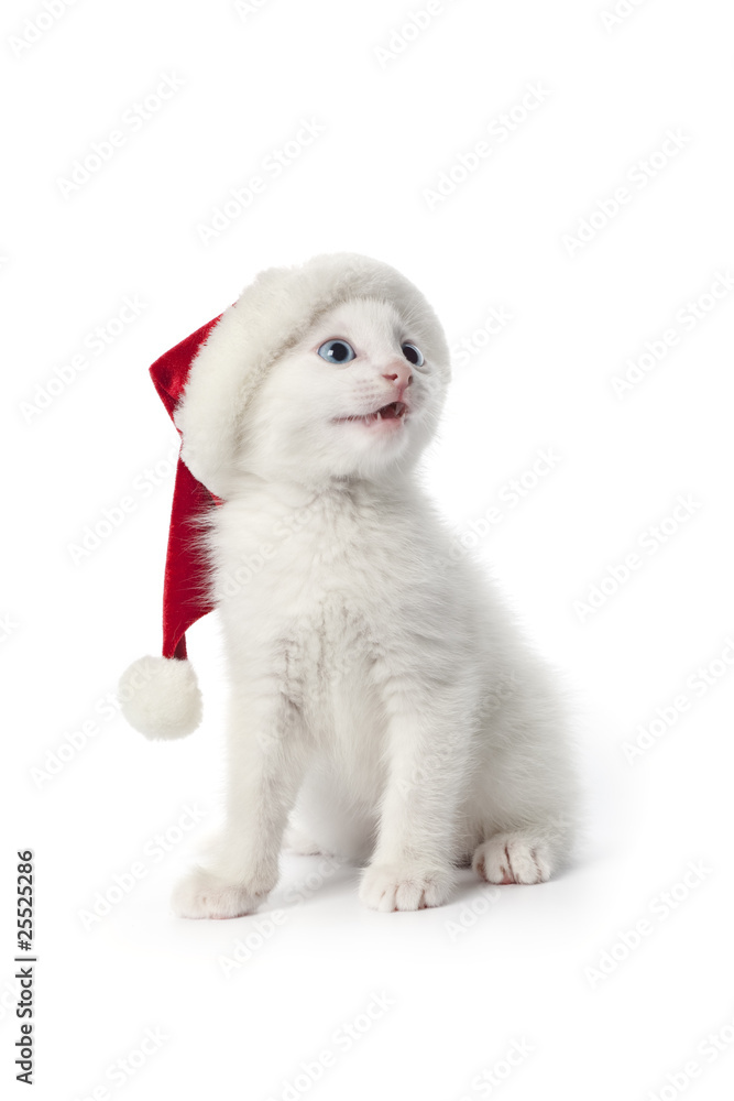 Obraz premium White kitten with a christmas hat