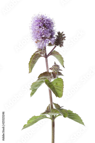 Fresh purple water mint photo