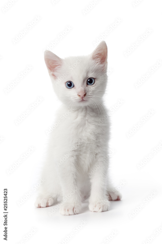 Obraz premium White kitten with blue eyes