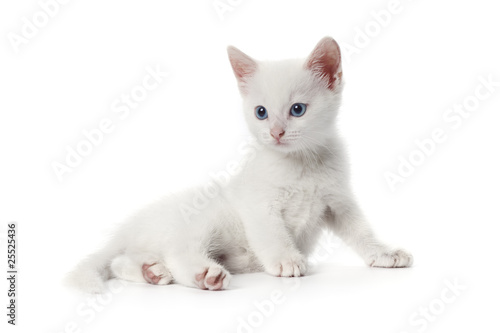 Alert white kitten with blue eyes