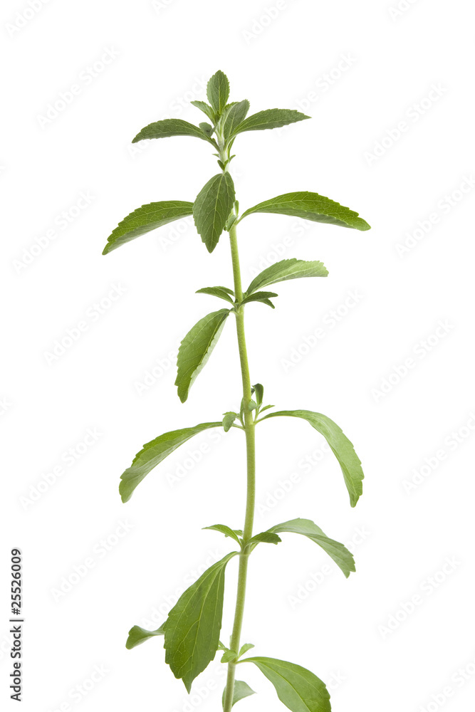Sweet Stevia rebaudiana Sweet Stevia rebaudiana