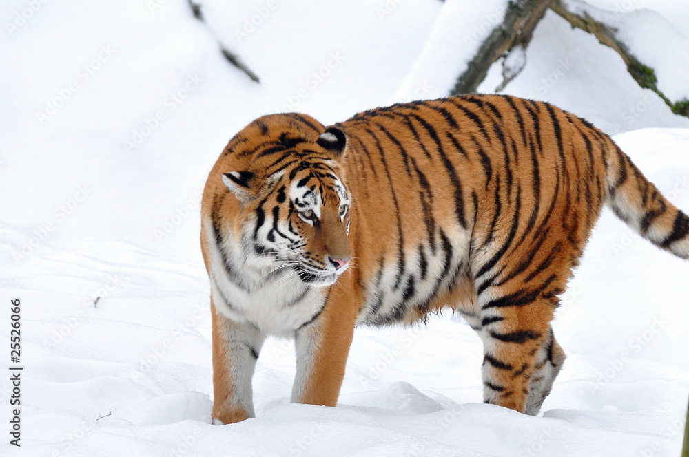 young amur tiger in winter