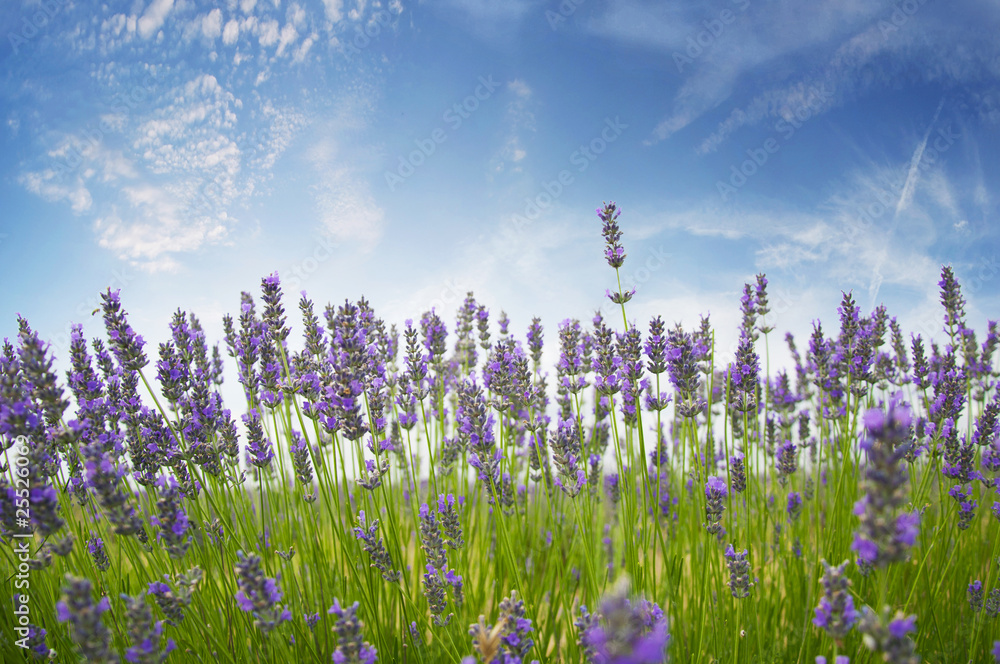Naklejka premium lavander