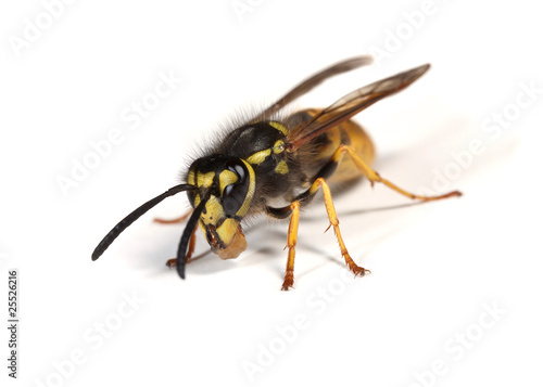 Wasp