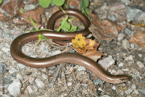 Slowworm (Anguis fragilis) photo