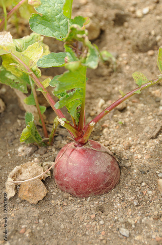 radish 1