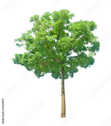 tree isolated on white background