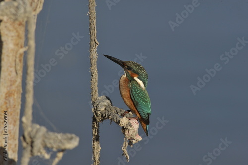 The Common Kingfisher (Alcedo atthis) photo