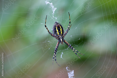 Banded Garden Spider underside