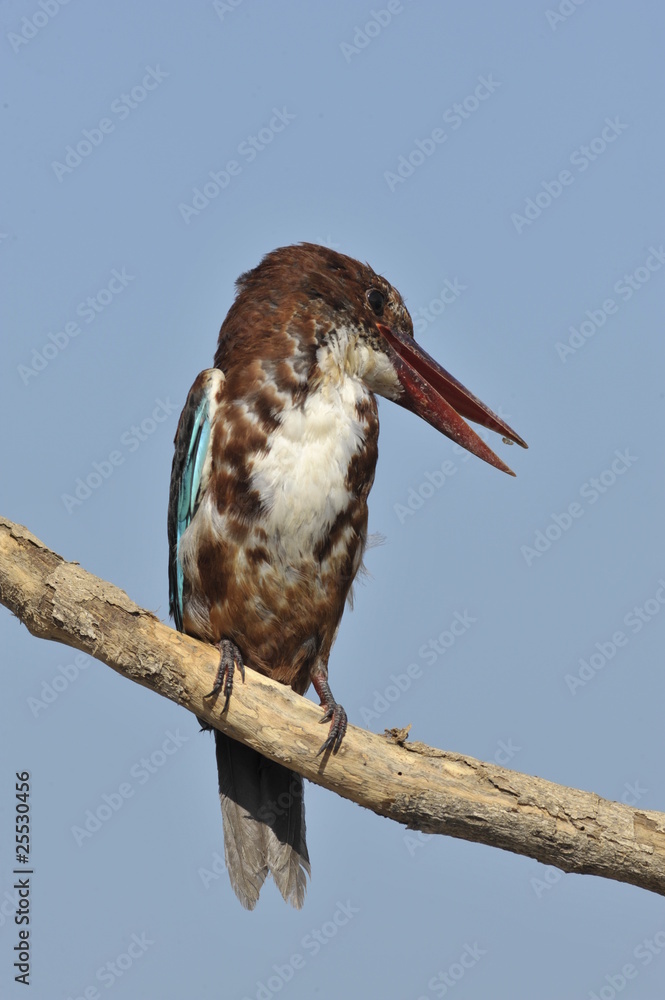 Fototapeta premium White throated kingfisher - Halcyon smyrnensis