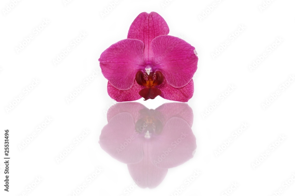 violette Orchideenblüte