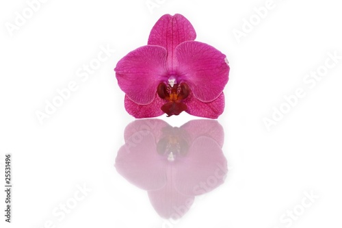 violette Orchideenbl  te