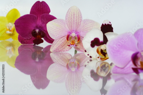 Fototapeta Naklejka Na Ścianę i Meble -  Orchideenblüten