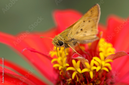 Moth on Zinnia flower