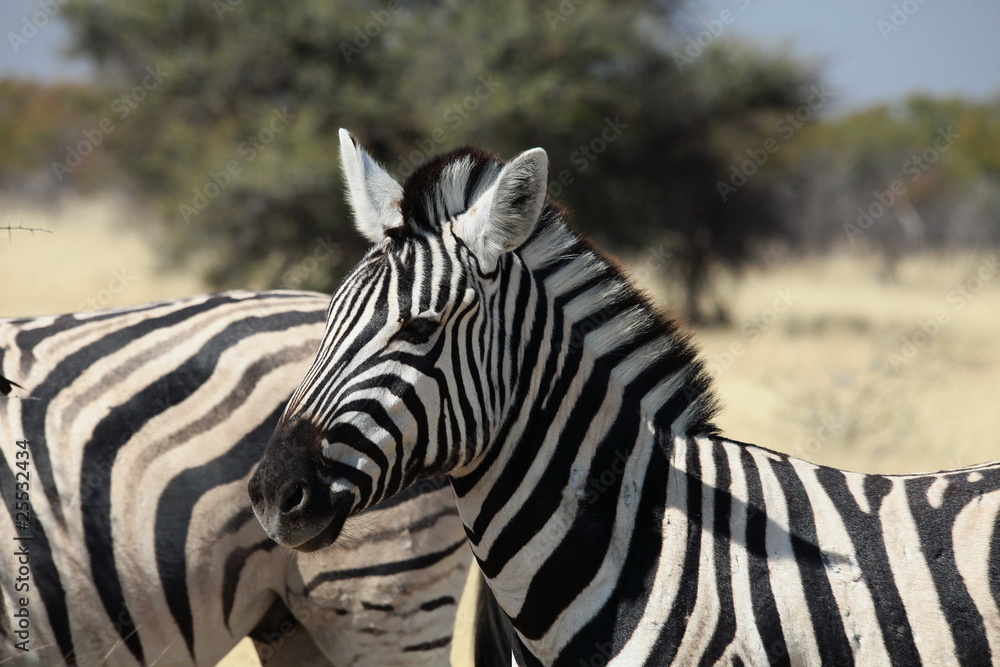 Fototapeta premium Zebra im Etosha Nationalpark