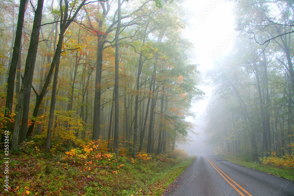 Obraz premium Foggy autumn drive in Allegheny national forest