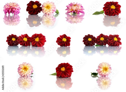 Fototapeta Naklejka Na Ścianę i Meble -  Dahlienblütenset (seitlich)