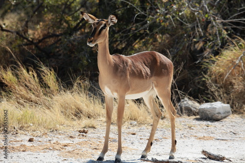 Impala Antilope