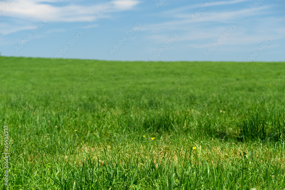 Obraz premium Green field