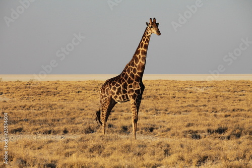 Giraffe im Etosha Nationalpark