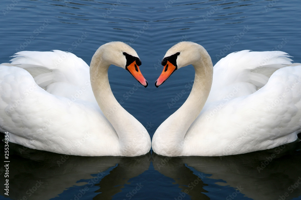 Obraz premium swan in love