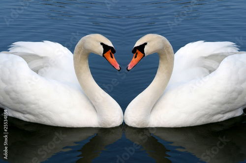 Fototapeta Naklejka Na Ścianę i Meble -  swan in love