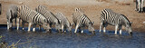 Zebraherde im Etosha Nationalpark