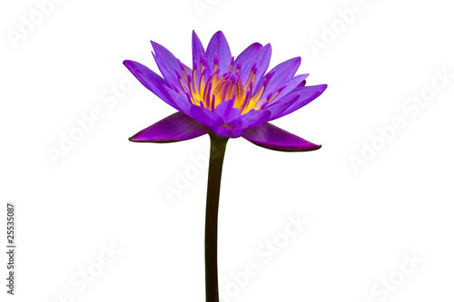 Purple Lotus on White Background