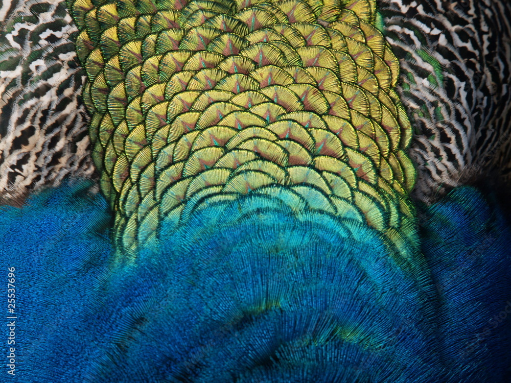 Fototapeta premium Pfauenfeder