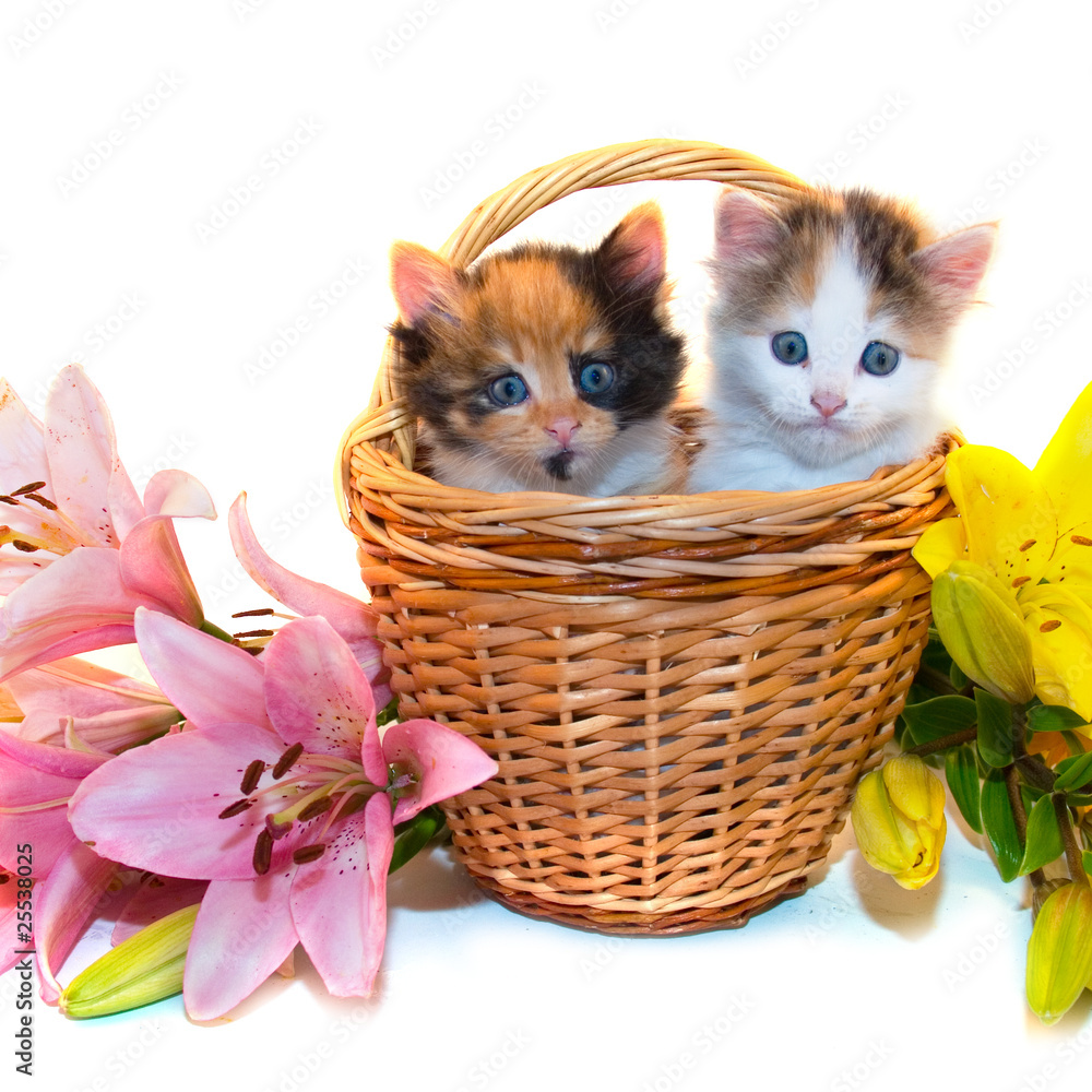 little kittens in a basket and flowers