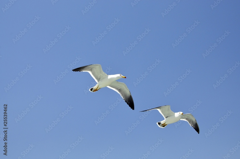 Obraz premium Pair of seagulls flying