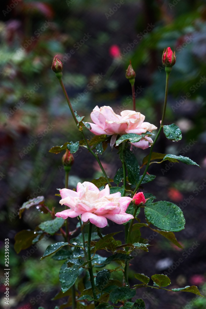 Fototapeta premium Roses