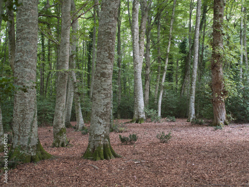 Foresta Umbra, Gargano photo