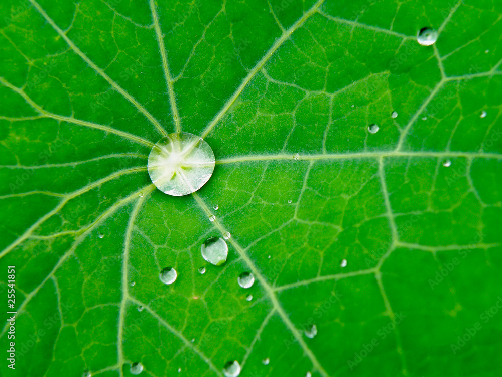Wate drops on leaf Wate drops on leaf