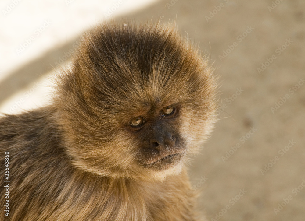 Obraz premium Capuchin weeper monkey Cebus Olivaceus
