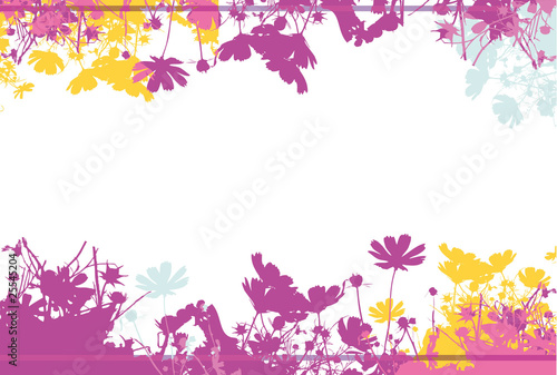 field of flowers - cosmos 2