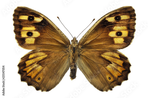 Détourage d'un papillon Agreste - Hipparchia semele © Christian Musat