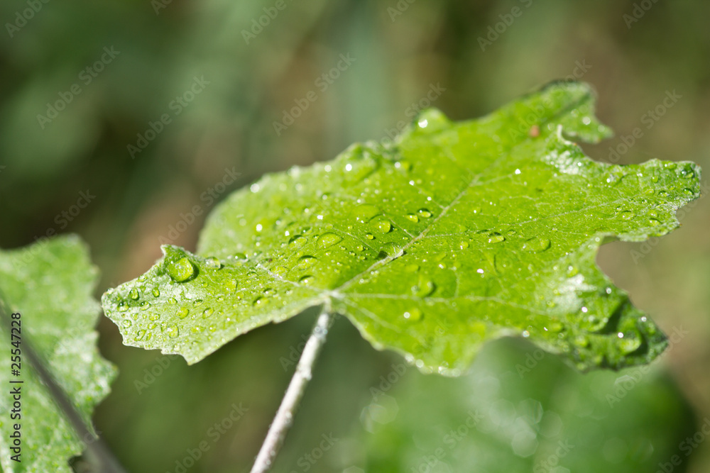 feuille et rosee du matin feuille et rosee du matin