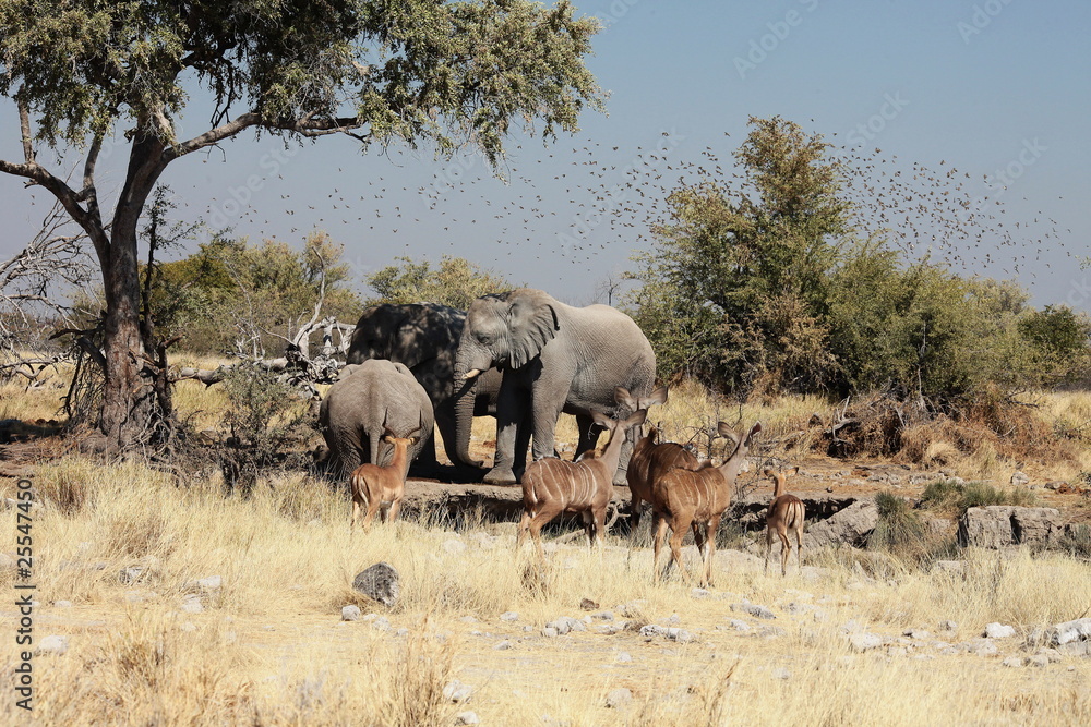 Elefanten und Kudus Etosha Nationalpark