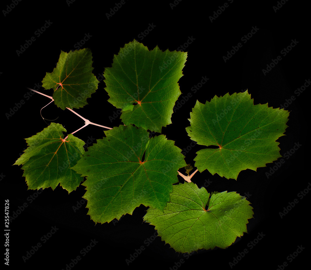 vine twig on black background vine twig on black background
