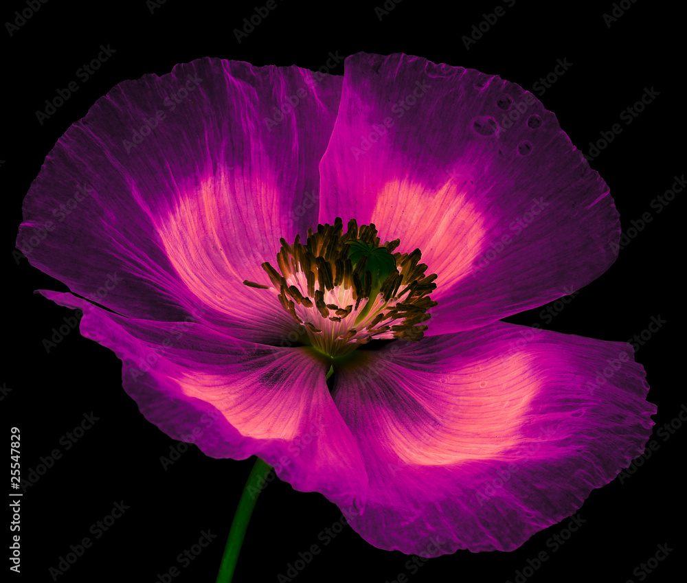 Fototapeta premium magic flower poppy on black background