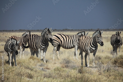 Zebraherde im Etosha Nationalpark © Philipp Wininger