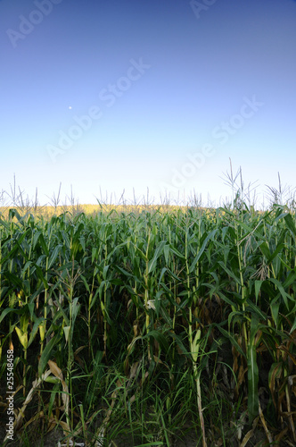 Corn field at dawn