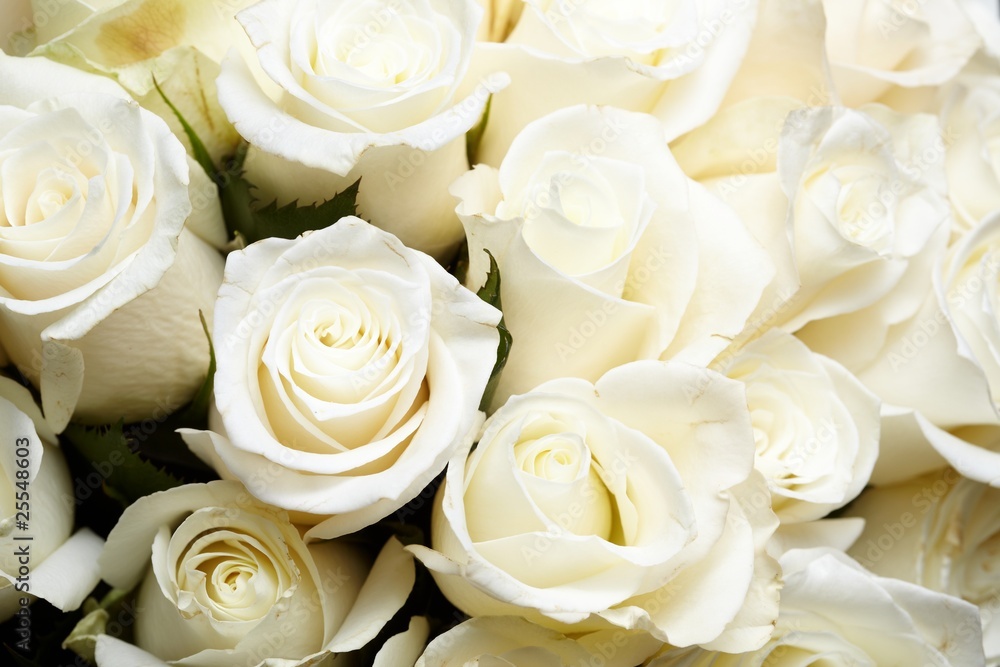 Obraz premium White roses