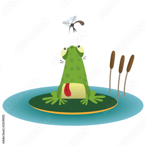Frog and gnat