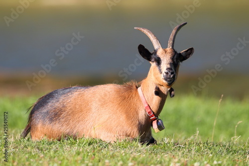 Wallpaper Mural Eine Gams im Gras Torontodigital.ca